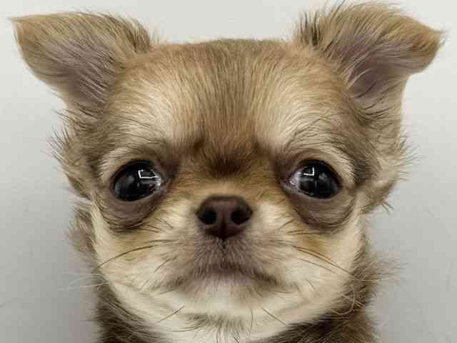 大阪府のチワワ(ロング) (ひごペットフレンドリーららぽーとEXPOCITY店/2025年10月22日生まれ/女の子/チョコレートフォーン)の子犬の1枚目の画像