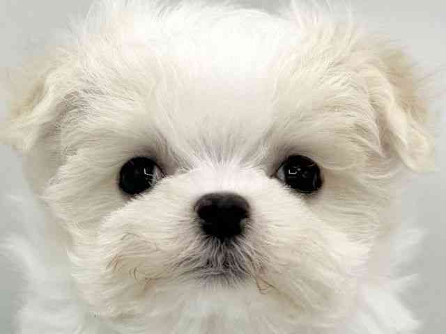 大阪府のチワマル/マルチワ(チワワ×マルチーズ) (ひごペットフレンドリーららぽーとEXPOCITY店/2025年10月25日生まれ/女の子/クリーム)の子犬の1枚目の画像