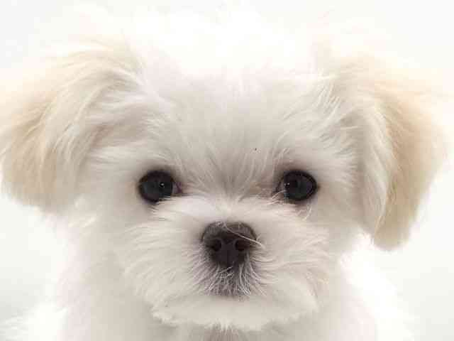 大阪府のチワマル/マルチワ(チワワ×マルチーズ) (ひごペットフレンドリーイオンそよら海老江店/2025年10月25日生まれ/女の子/クリーム)の子犬の1枚目の画像