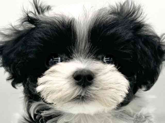 大阪府のチワマル/マルチワ(チワワ×マルチーズ) (ひごペットフレンドリーららぽーとEXPOCITY店/2025年10月25日生まれ/女の子/パーティーカラー)の子犬の1枚目の画像