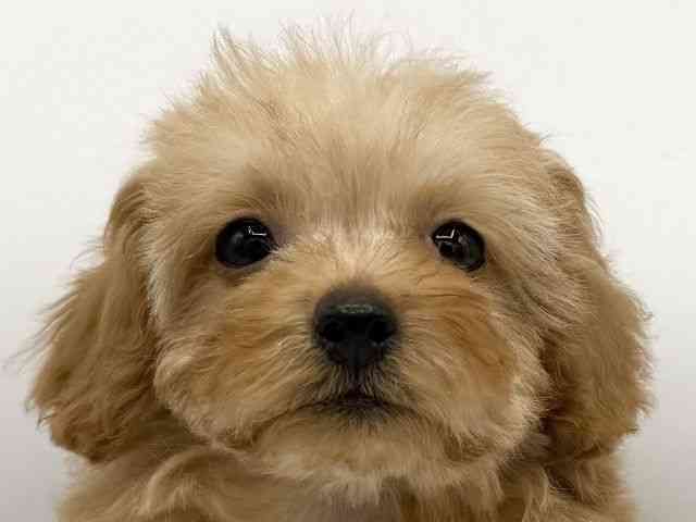 大阪府のトイプードル(トイ) (ひごペットフレンドリーららぽーとEXPOCITY店/2025年10月24日生まれ/男の子/アプリコット)の子犬