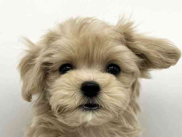 大阪府のマルプー(マルチーズ×プードル) (ひごペットフレンドリーららぽーとEXPOCITY店/2025年10月24日生まれ/男の子/クリーム)の子犬の1枚目の画像