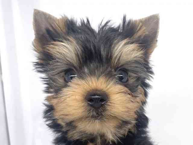 兵庫県のヨークシャーテリア (ひごペットフレンドリーイオンタウン加古川店/2025年10月27日生まれ/男の子/スチールブルータン)の子犬