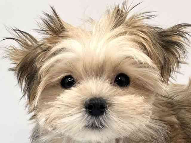 京都府のマルキー/マルヨーキー(マルチーズ×ヨークシャーテリア) (ひごペットフレンドリーイオンモール高の原店/2025年10月26日生まれ/女の子/セーブル)の子犬の1枚目の画像