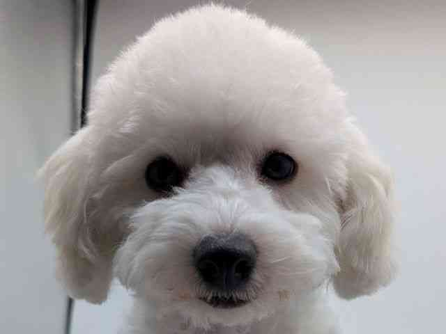 香川県のトイプードル(トイ) (ひごペットフレンドリーゆめタウン高松店/2025年10月26日生まれ/男の子/ホワイト)の子犬の1枚目の画像