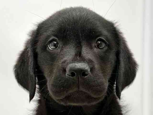 広島県のラブラドールレトリーバー (ひごペットフレンドリーゆめタウン廿日市店/2025年10月12日生まれ/女の子/ブラック)の子犬の1枚目の画像