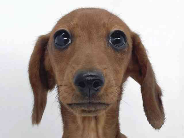 兵庫県のカニンヘンダックスフンド(スムース) (ひごペットフレンドリーイオンタウン加古川店/2025年10月20日生まれ/男の子/レッド)の子犬の1枚目の画像