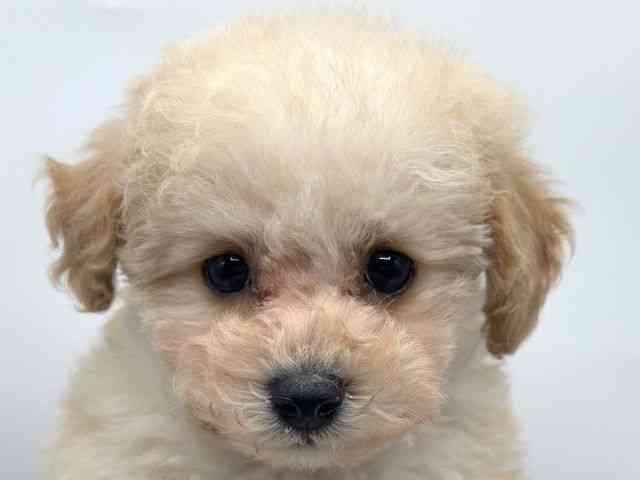 香川県のトイプードル(トイ) (ひごペットフレンドリーゆめタウン高松店/2025年10月23日生まれ/女の子/クリーム)の子犬の1枚目の画像