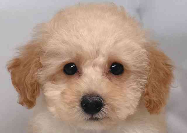 鳥取県のトイプードル(トイ) (ひごペットフレンドリーイオンモール鳥取北店/2025年10月23日生まれ/女の子/クリーム)の子犬の1枚目の画像