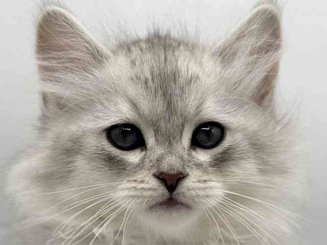 香川県のサイベリアン (ひごペットフレンドリーゆめタウン高松店/2025年10月27日生まれ/男の子/シルバーマッカレルタビー)の子猫の1枚目の画像