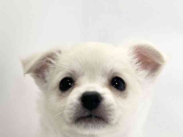 愛媛県のチワワ(ロング) (ひごペットフレンドリーイオンモール今治新都市店/2025年10月26日生まれ/女の子/クリーム)の子犬の1枚目の画像