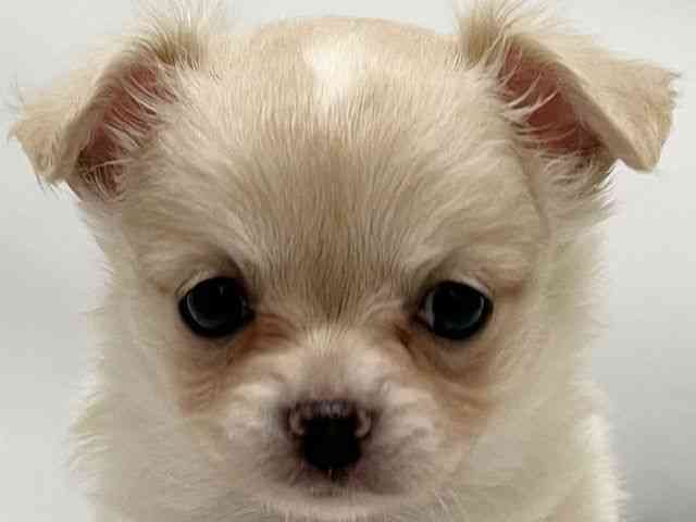 和歌山県のチワワ(ロング) (ひごペットフレンドリーパームシティ和歌山店/2025年10月26日生まれ/女の子/クリーム)の子犬の1枚目の画像