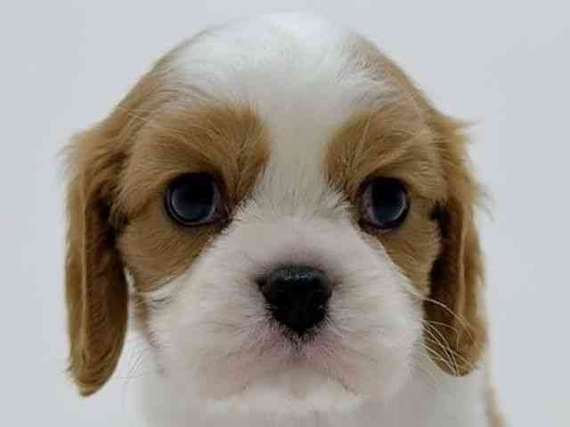広島県のキャバリアキングチャールズスパニエル (ひごペットフレンドリーフジグラン神辺店/2025年10月28日生まれ/男の子/ブレンハイム)の子犬の1枚目の画像
