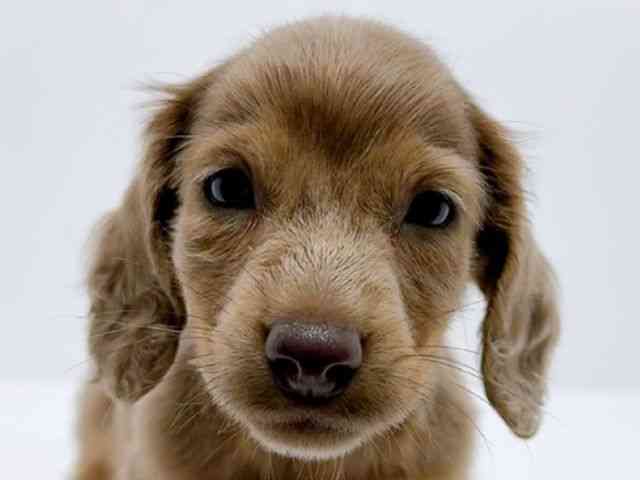 広島県のミニチュアダックスフンド(ロング) (ひごペットフレンドリーフジグラン神辺店/2025年10月24日生まれ/男の子/イザベラダップル)の子犬の1枚目の画像