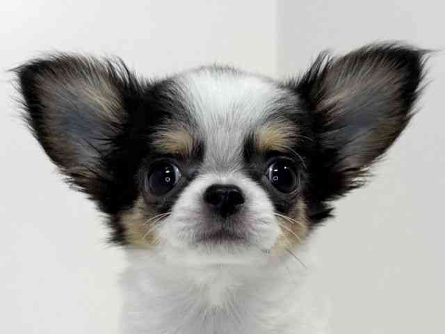 兵庫県のチワワ(ロング) (ひごペットフレンドリーイトーヨーカドー明石店/2025年10月28日生まれ/女の子/ホワイトブラックタン)の子犬