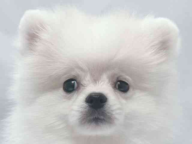 大阪府のポメラニアン (ひごペットフレンドリー堺プラットプラット店/2025年10月27日生まれ/男の子/ホワイト)の子犬の1枚目の画像