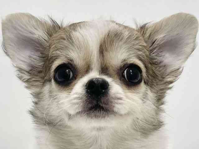 高知県のチワワ(ロング) (ひごペットフレンドリーイオンモール高知店/2025年10月27日生まれ/女の子/フォーンホワイト)の子犬の1枚目の画像