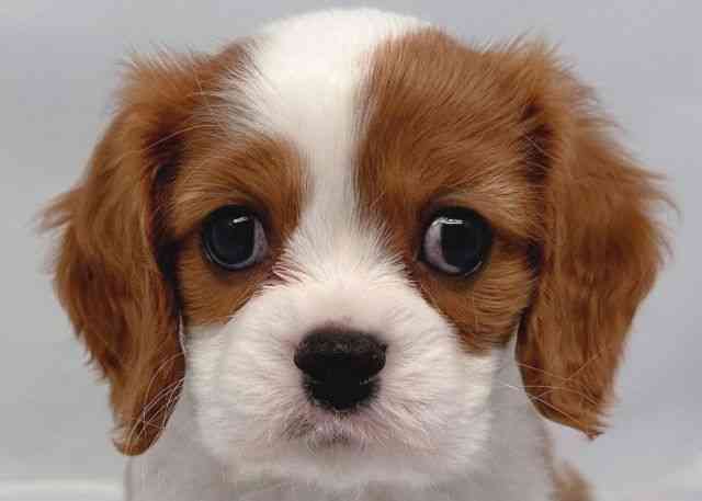 鳥取県のキャバリアキングチャールズスパニエル (ひごペットフレンドリーイオンモール鳥取北店/2025年10月28日生まれ/男の子/ブレンハイム)の子犬