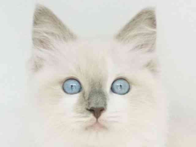 福岡県のラグドール (ひごペットフレンドリーゆめタウン筑紫野店/2025年10月26日生まれ/男の子/ブルーポイントバイカラー)の子猫の1枚目の画像
