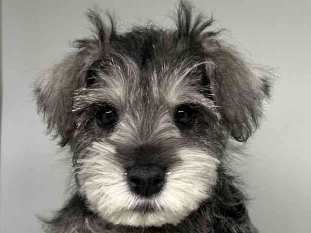 徳島県のミニチュアシュナウザー (ひごペットフレンドリーゆめタウン徳島店/2025年10月25日生まれ/男の子/ソルトペッパー)の子犬の1枚目の画像