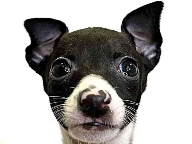 愛媛県のイタリアングレーハウンド (ひごペットフレンドリーエミフルMASAKI店/2025年10月26日生まれ/男の子/シールホワイト)の子犬