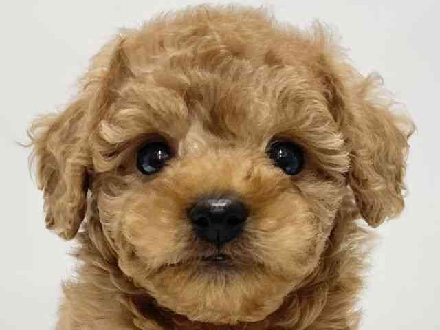 高知県のトイプードル(トイ) (ひごペットフレンドリーイオンモール高知店/2025年10月26日生まれ/男の子/レッド)の子犬の1枚目の画像