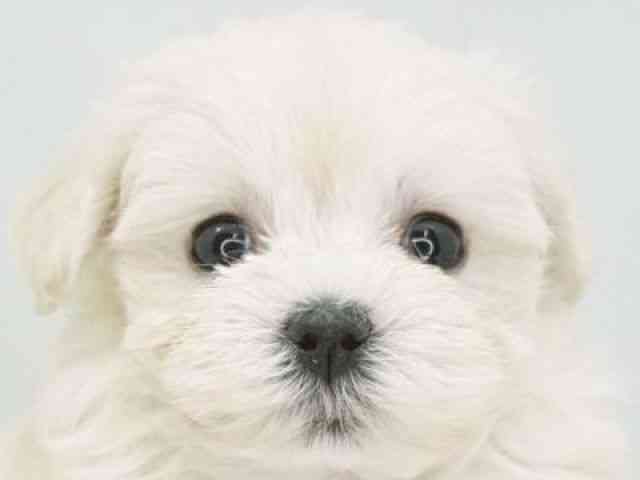 福岡県のマルプー(マルチーズ×プードル) (ひごペットフレンドリーゆめタウン筑紫野店/2025年10月26日生まれ/女の子/ホワイト)の子犬の1枚目の画像