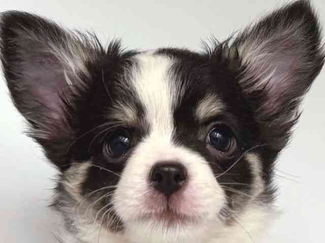 大阪府のチワワ(ロング) (ひごペットフレンドリー岸和田店/2025年10月26日生まれ/男の子/ブラックタンホワイト)の子犬