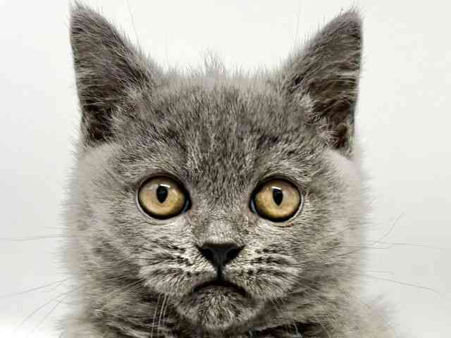 大阪府のブリティッシュショートヘアー (ひごペットフレンドリーイオンタウン豊中庄内店/2025年10月27日生まれ/女の子/ブルー)の子猫の1枚目の画像