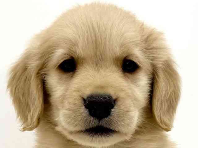 大阪府のゴールデンレトリバー (ひごペットフレンドリーくずはモール店/2025年10月28日生まれ/男の子/ゴールデン)の子犬