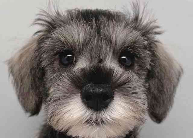 鳥取県のミニチュアシュナウザー (ひごペットフレンドリーイオンモール鳥取北店/2025年10月25日生まれ/女の子/ソルトペッパー)の子犬の1枚目の画像