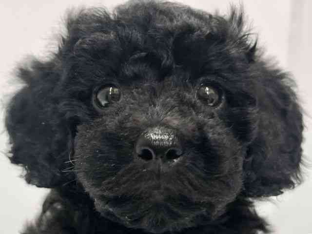 高知県のトイプードル(トイ) (ひごペットフレンドリーイオンモール高知店/2025年10月23日生まれ/男の子/ブラック)の子犬の1枚目の画像