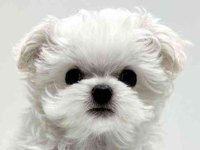 愛知県のチワマル/マルチワ(チワワ×マルチーズ) (ひごペットフレンドリーららぽーと名古屋みなとアクルス店/2025年10月28日生まれ/男の子/クリーム)の子犬の1枚目の画像