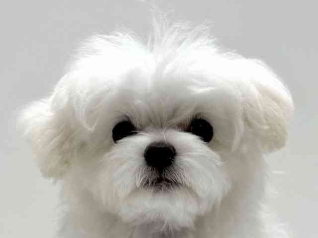 愛知県のチワマル/マルチワ(チワワ×マルチーズ) (ひごペットフレンドリーららぽーと名古屋みなとアクルス店/2025年10月28日生まれ/男の子/クリーム)の子犬の1枚目の画像