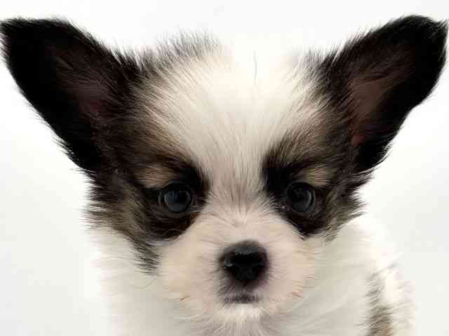 兵庫県のパピヨン (ひごペットフレンドリークラウンパーク伊丹店/2025年10月22日生まれ/女の子/ホワイトブラウン)の子犬