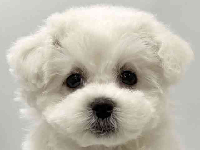 京都府のビションフリーゼ (ひごペットフレンドリー京都店/2025年10月28日生まれ/女の子/ホワイト)の子犬の1枚目の画像