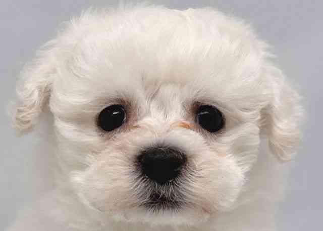 鳥取県のビションフリーゼ (ひごペットフレンドリーイオンモール鳥取北店/2025年10月28日生まれ/男の子/ホワイト)の子犬