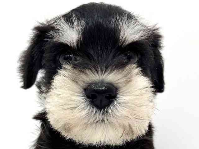 大阪府のミニチュアシュナウザー (ひごペットフレンドリーくずはモール店/2025年10月26日生まれ/男の子/ブラックシルバー)の子犬