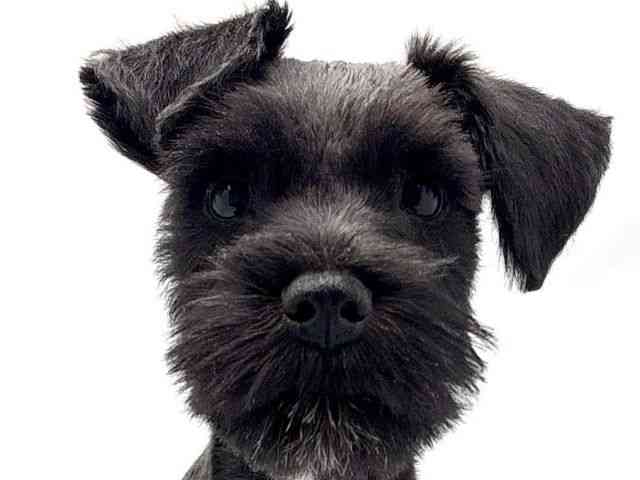 大阪府のミニチュアシュナウザー (ひごペットフレンドリー東淀川店/2025年10月26日生まれ/男の子/ブラックホワイト)の子犬の1枚目の画像