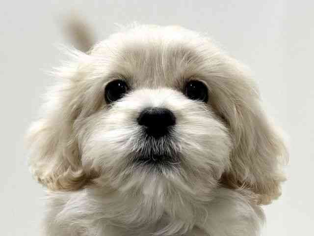 愛知県のペキプー(ペキニーズ×プードル) (ひごペットフレンドリーららぽーと名古屋みなとアクルス店/2025年10月24日生まれ/男の子/クリーム)の子犬の1枚目の画像