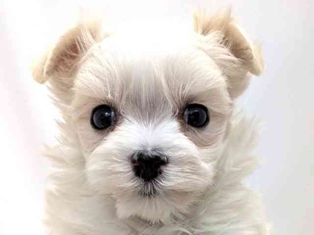 広島県のマルチーズ (ひごペットフレンドリーゆめタウン廿日市店/2025年10月28日生まれ/男の子/ホワイト)の子犬