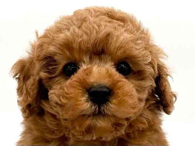 京都府のトイプードル(トイ) (ひごペットフレンドリーイオンモール高の原店/2025年10月28日生まれ/女の子/レッド)の子犬の1枚目の画像