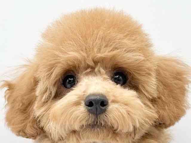 京都府のトイプードル(トイ) (ひごペットフレンドリーイオンモール高の原店/2025年10月28日生まれ/女の子/レッド)の子犬の1枚目の画像