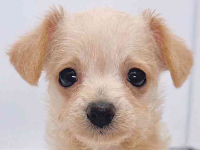 大阪府のチワマル/マルチワ(チワワ×マルチーズ) (ひごペットフレンドリーイズミヤショッピングセンター千里丘店/2025年10月27日生まれ/女の子/クリーム)の子犬の1枚目の画像