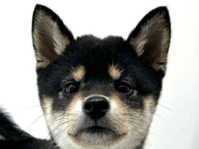 兵庫県の柴犬(標準サイズ) (ひごペットフレンドリーブルメールHAT神戸店/2025年8月28日生まれ/女の子/黒)の子犬