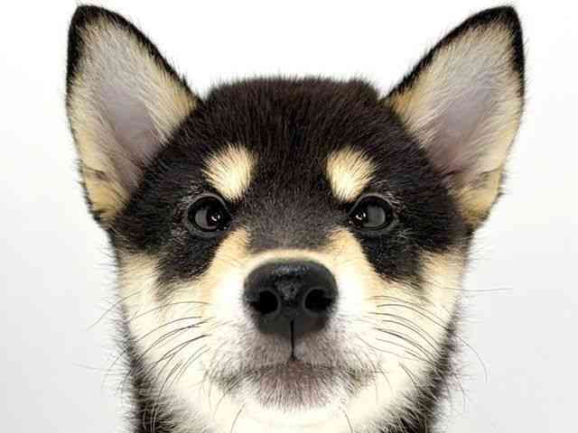 大阪府の柴犬(標準サイズ) (ひごペットフレンドリーいこらもーる泉佐野店/2025年10月27日生まれ/男の子/黒)の子犬の1枚目の画像