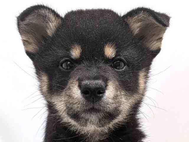 広島県の柴犬(標準サイズ) (ひごペットフレンドリーゆめタウン廿日市店/2025年10月27日生まれ/男の子/黒)の子犬の1枚目の画像