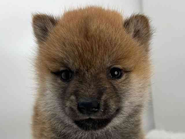 島根県の柴犬(標準サイズ) (ひごペットフレンドリーイオンモール出雲店/2025年10月28日生まれ/女の子/赤)の子犬