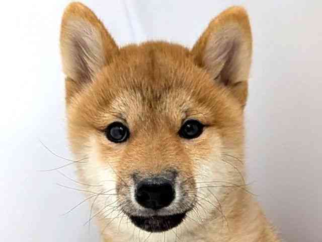 広島県の柴犬(標準サイズ) (ひごペットフレンドリーゆめタウン廿日市店/2025年10月28日生まれ/女の子/赤)の子犬の1枚目の画像