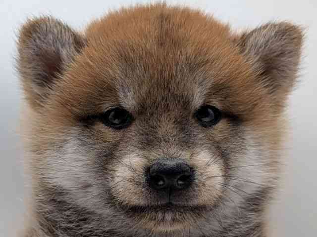 香川県の柴犬(標準サイズ) (ひごペットフレンドリーゆめタウン高松店/2025年10月28日生まれ/男の子/赤)の子犬の1枚目の画像